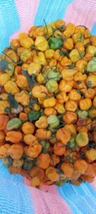 Piment sens bon